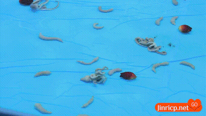 熊猫班 第五季 第12期 CP挑战赛&泳池惩罚 中文简繁字幕-JIN
